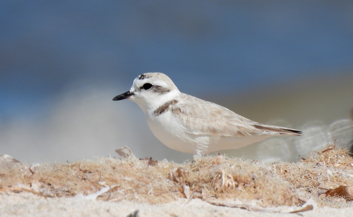 Snowy Plover - ML612048057