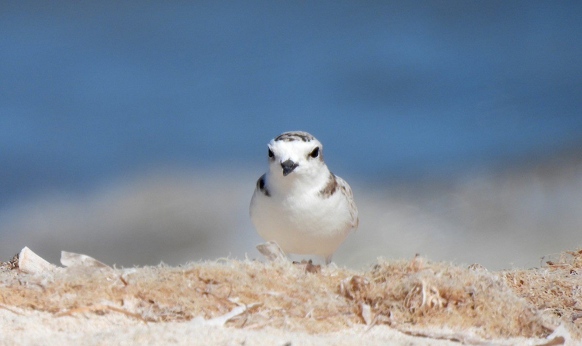 Snowy Plover - ML612048071