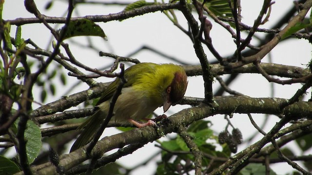 Rufous-browed Peppershrike - ML612048089