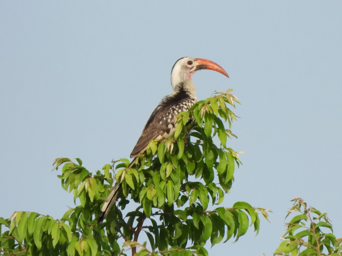 Northern Red-billed Hornbill - ML612048096