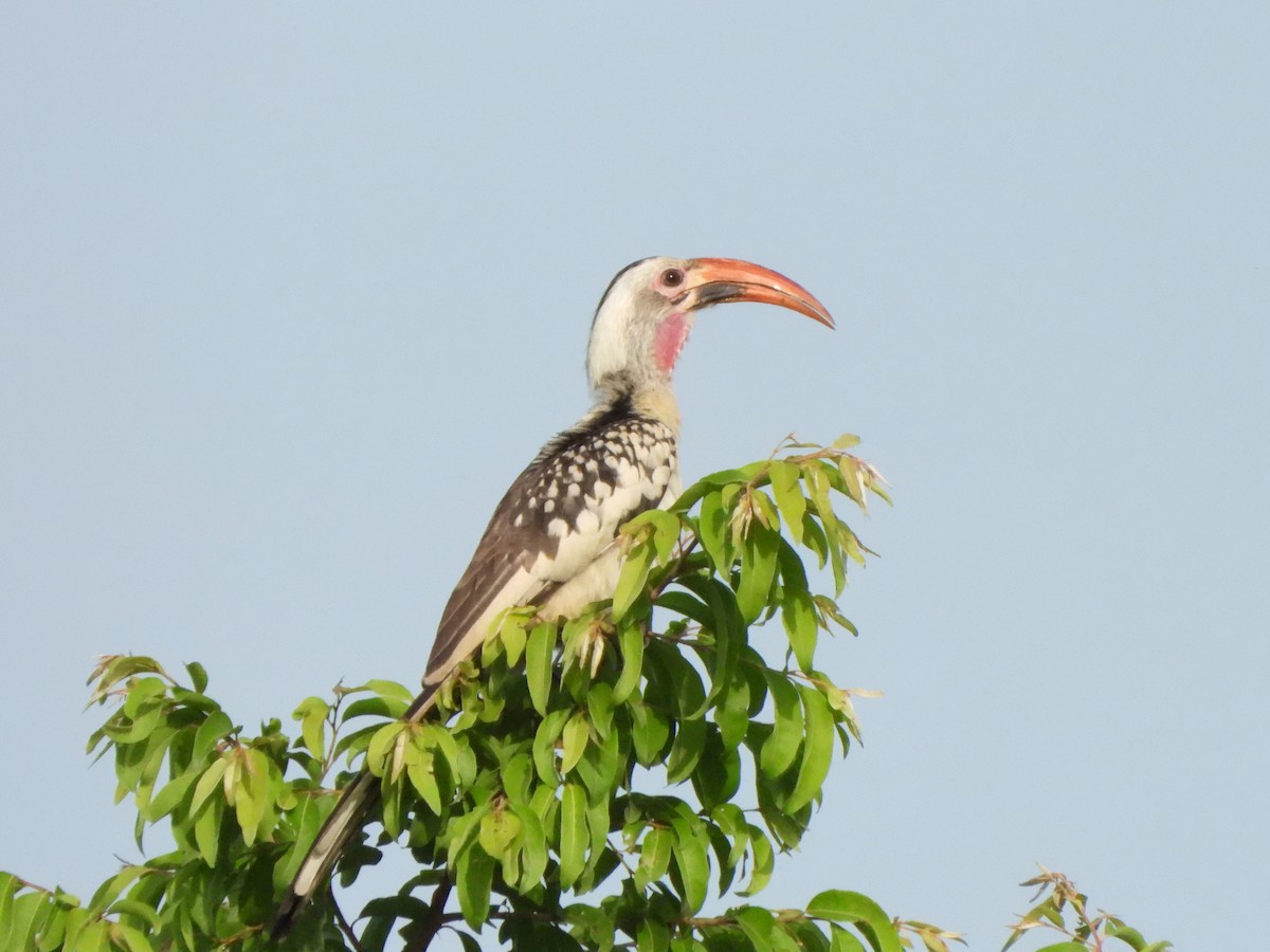 Northern Red-billed Hornbill - ML612048097