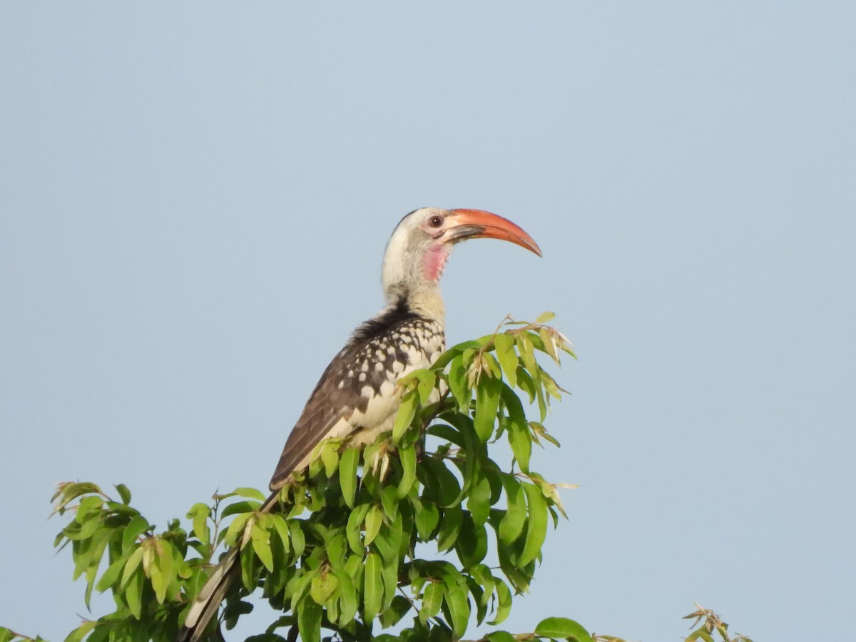 Northern Red-billed Hornbill - ML612048098