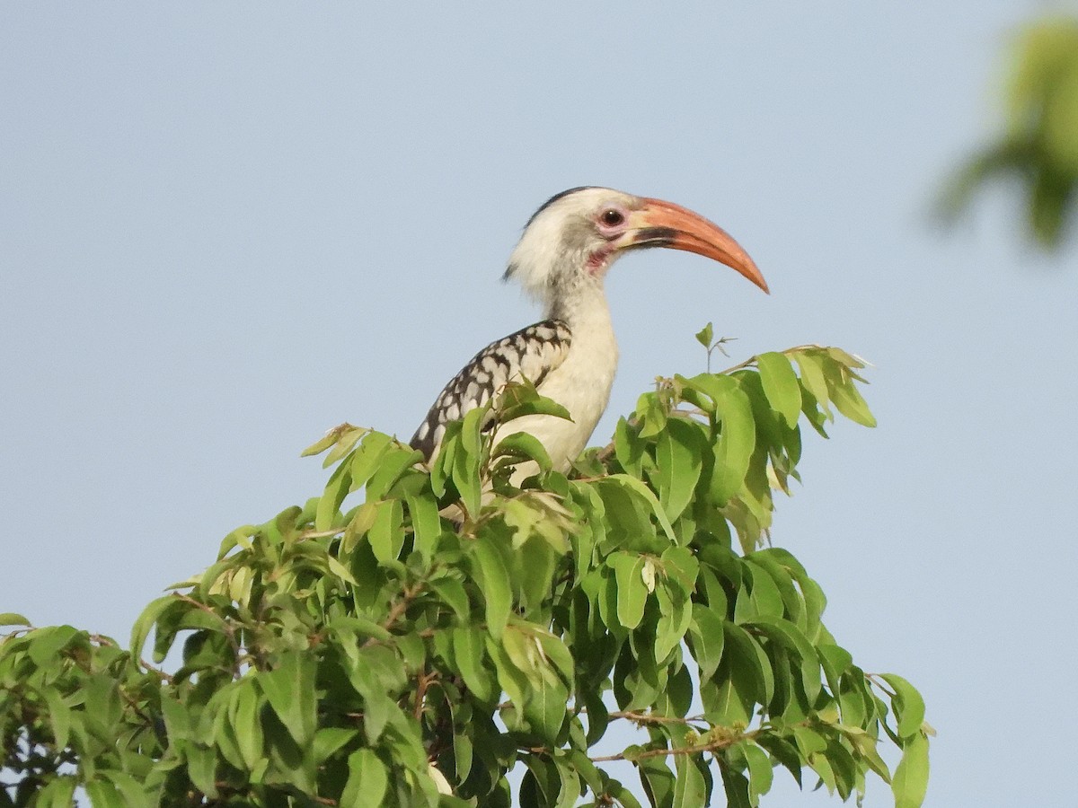 Northern Red-billed Hornbill - ML612048107