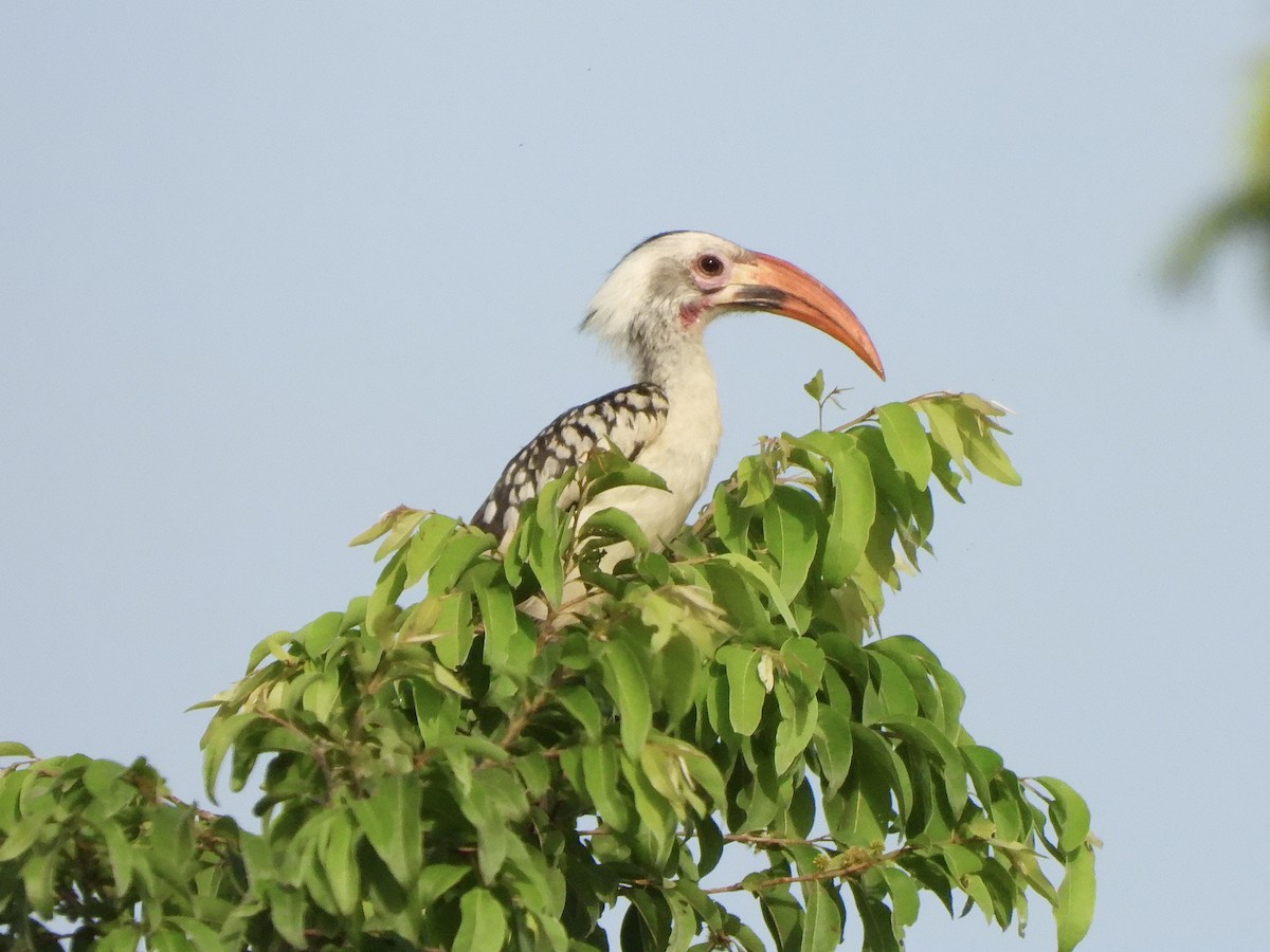 Northern Red-billed Hornbill - ML612048108