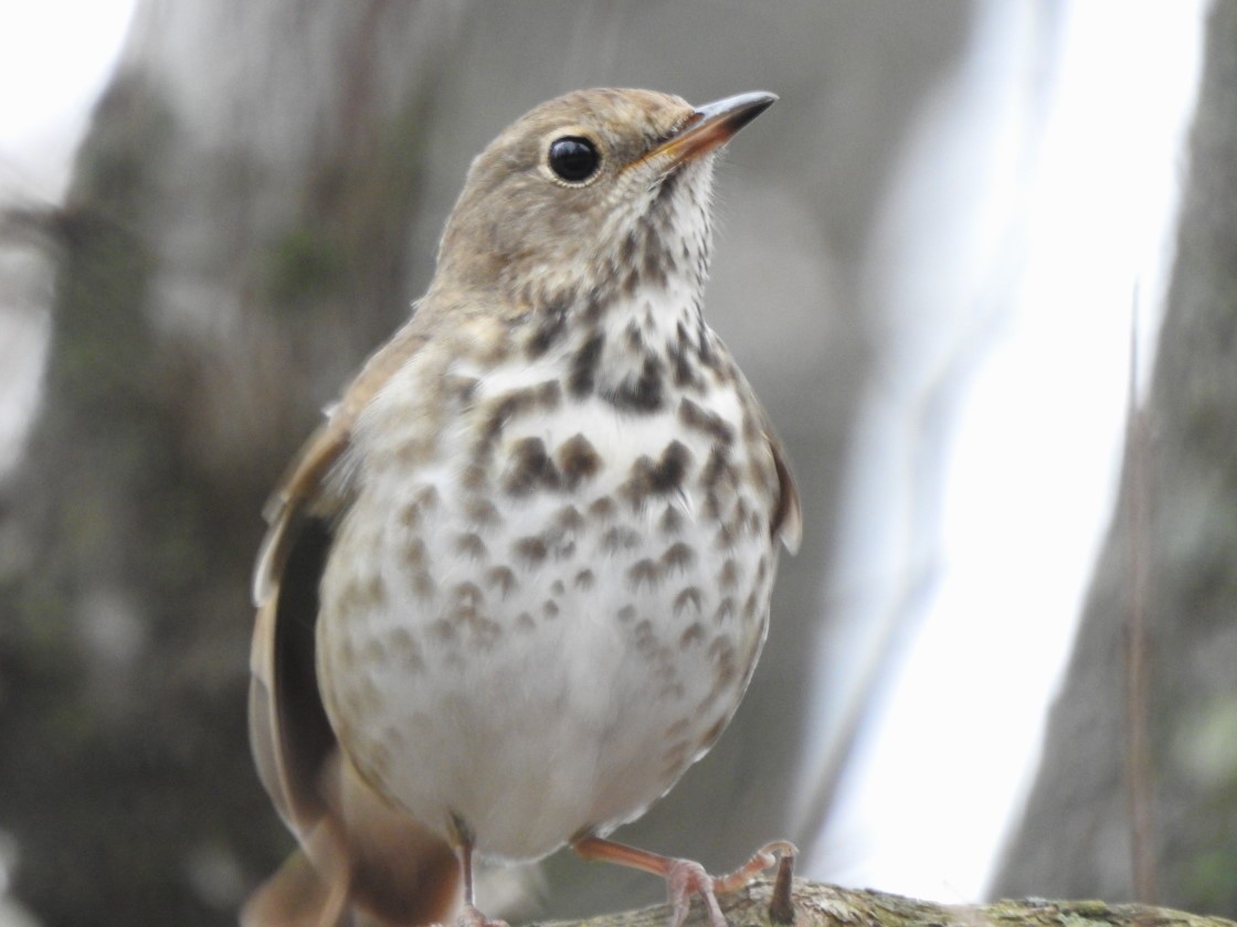 Einsiedler-Musendrossel - ML612048178