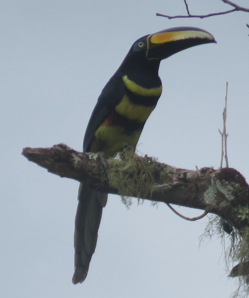 Many-banded Aracari - ML612048184