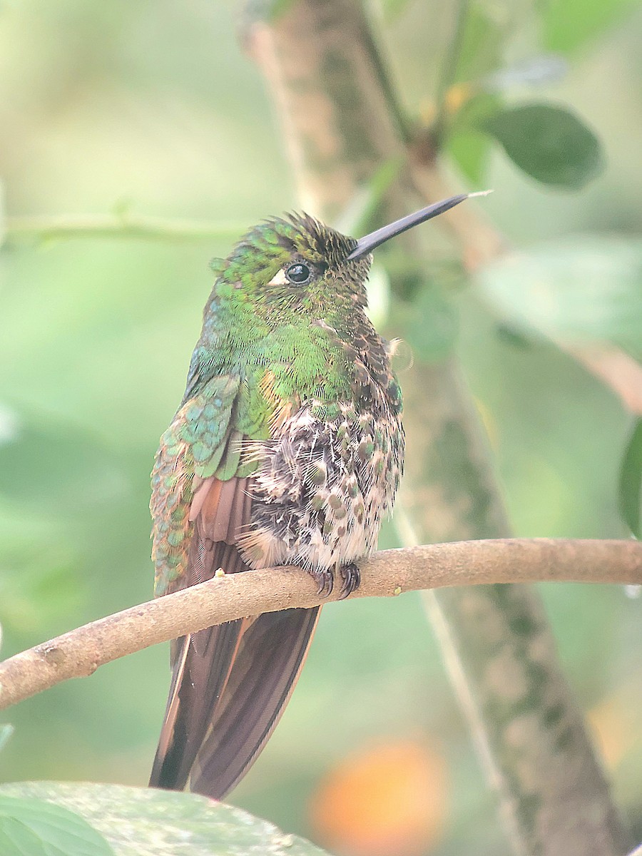 Buff-tailed Coronet - danny jumbo