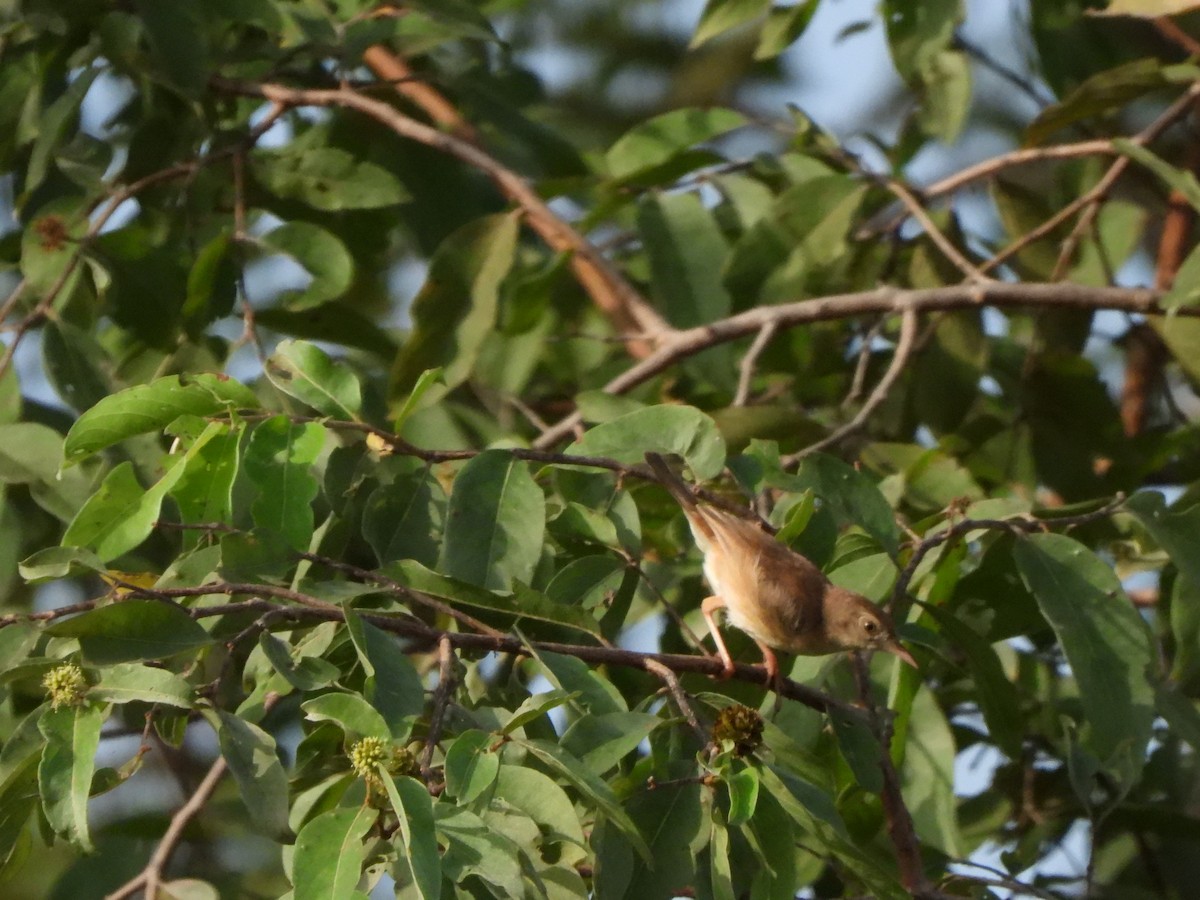 Rufous Cisticola - ML612048208