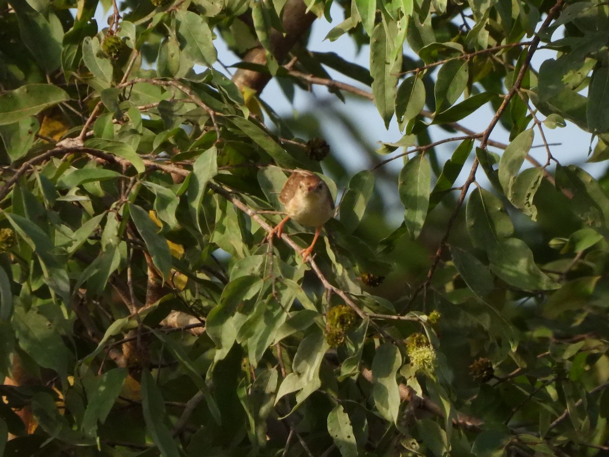 Rufous Cisticola - ML612048209