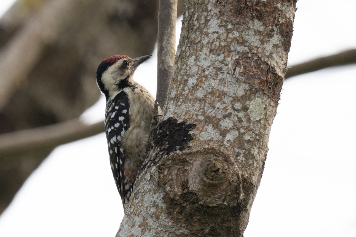 Freckle-breasted Woodpecker - ML612048228