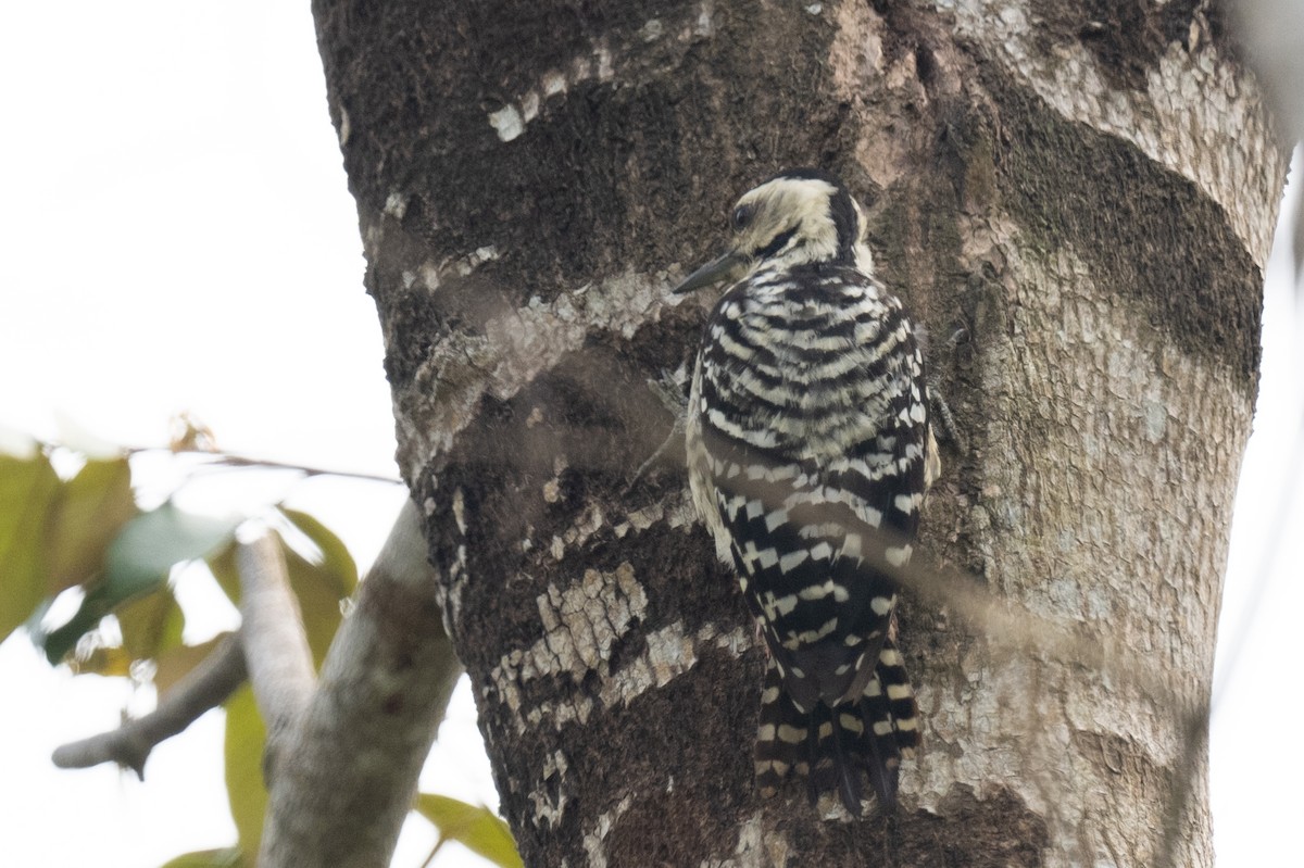 Freckle-breasted Woodpecker - ML612048244