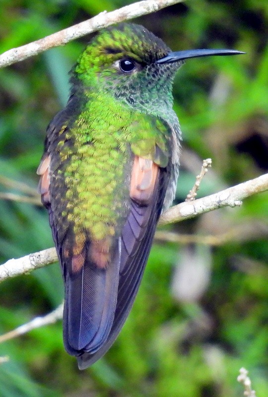 Colibri à ventre noir - ML612048265