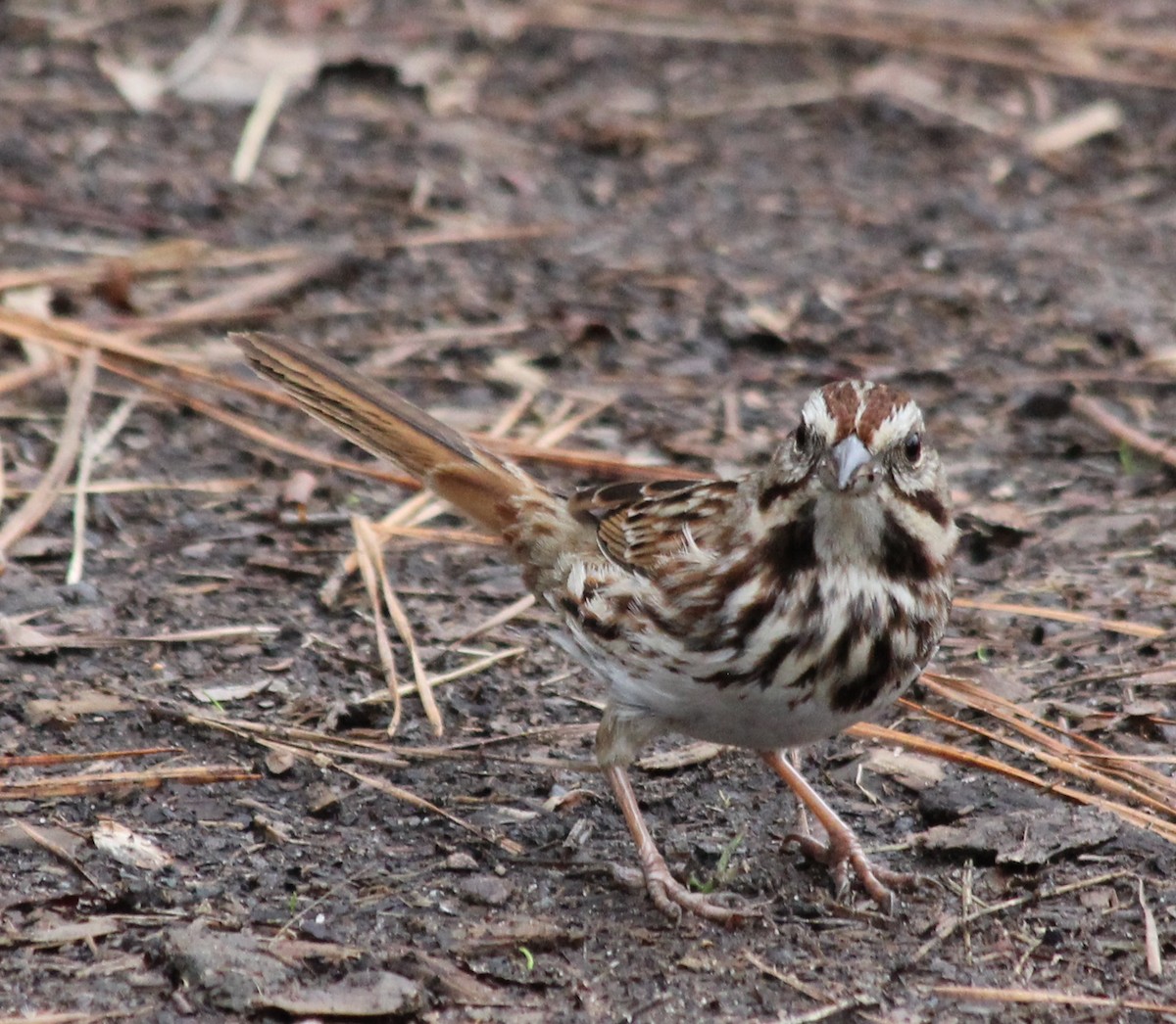 Song Sparrow - ML612048273