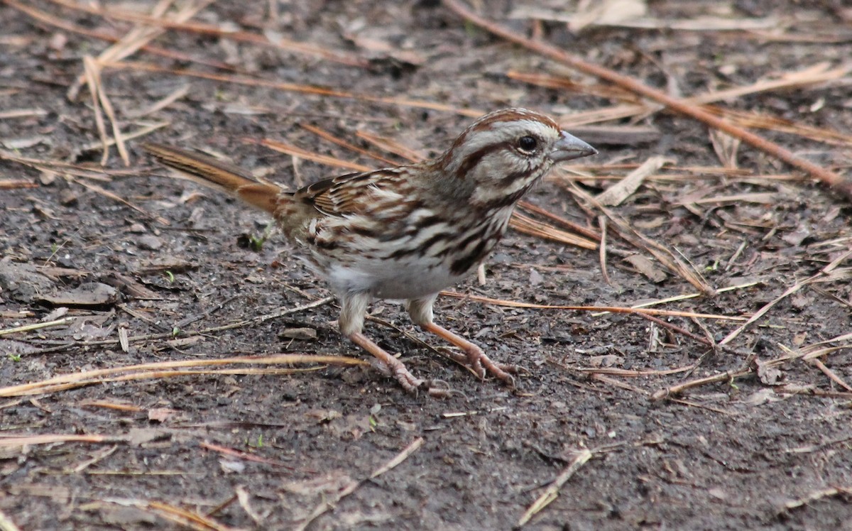 Song Sparrow - ML612048274