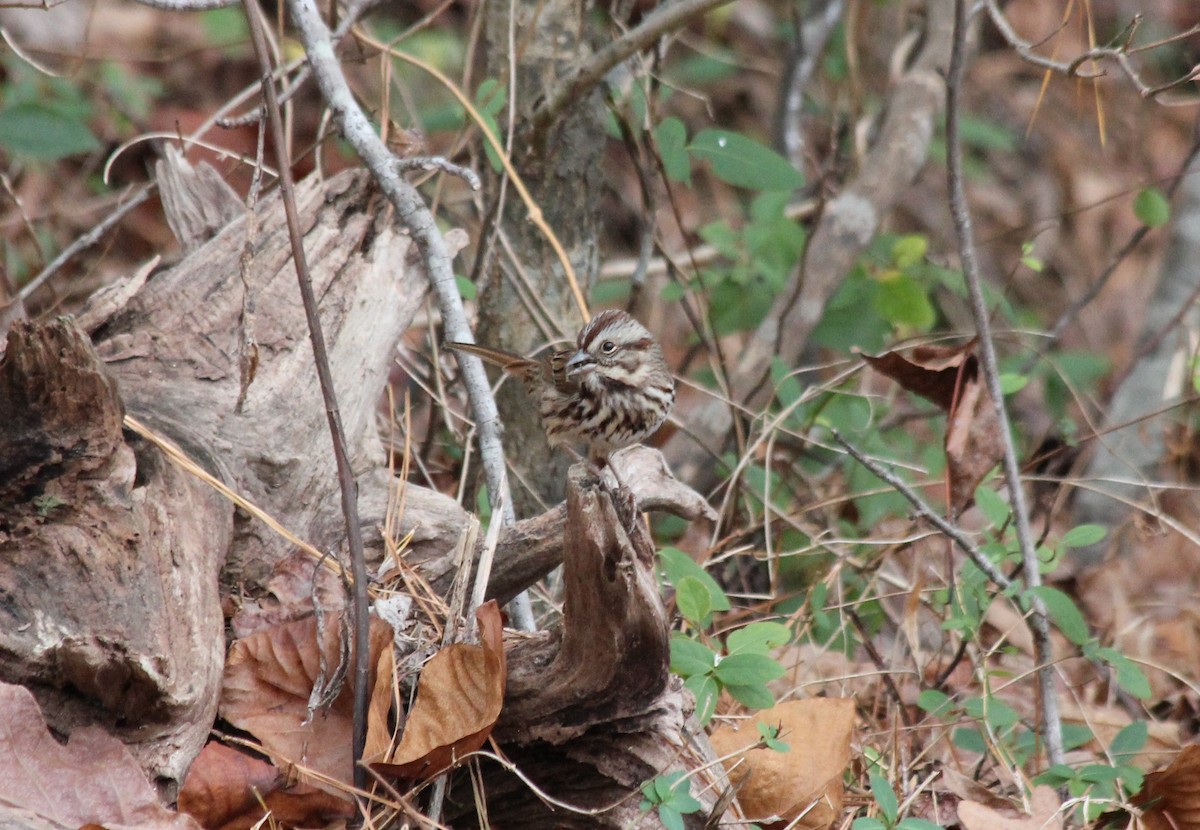 Song Sparrow - ML612048275