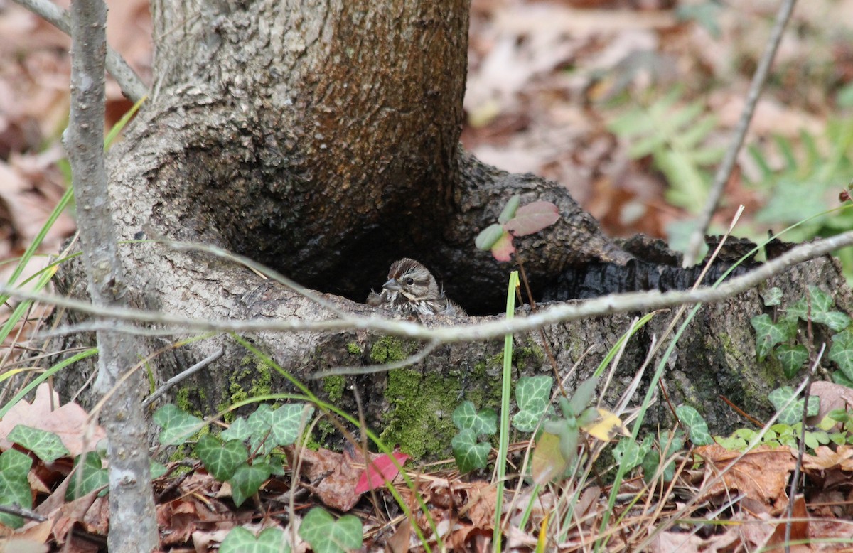 Song Sparrow - ML612048276