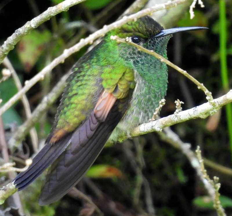 kolibřík kostarický - ML612048282