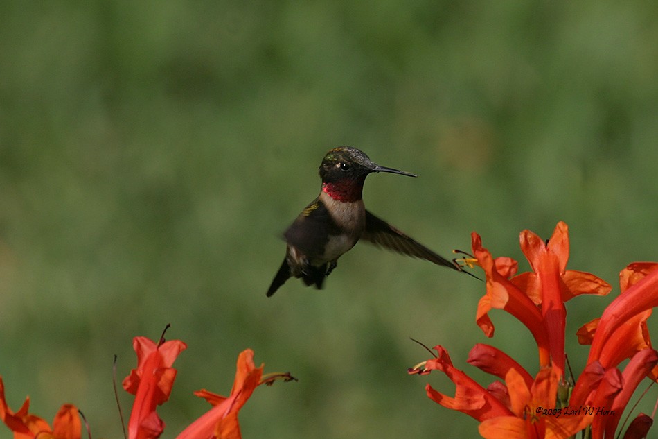 Colibrí Gorjirrubí - ML612048287