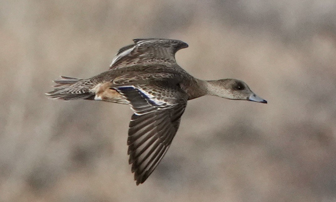 American Wigeon - ML612048290