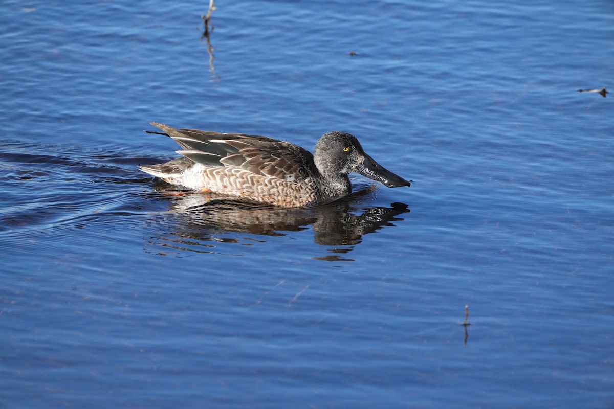 Northern Shoveler - ML612048302