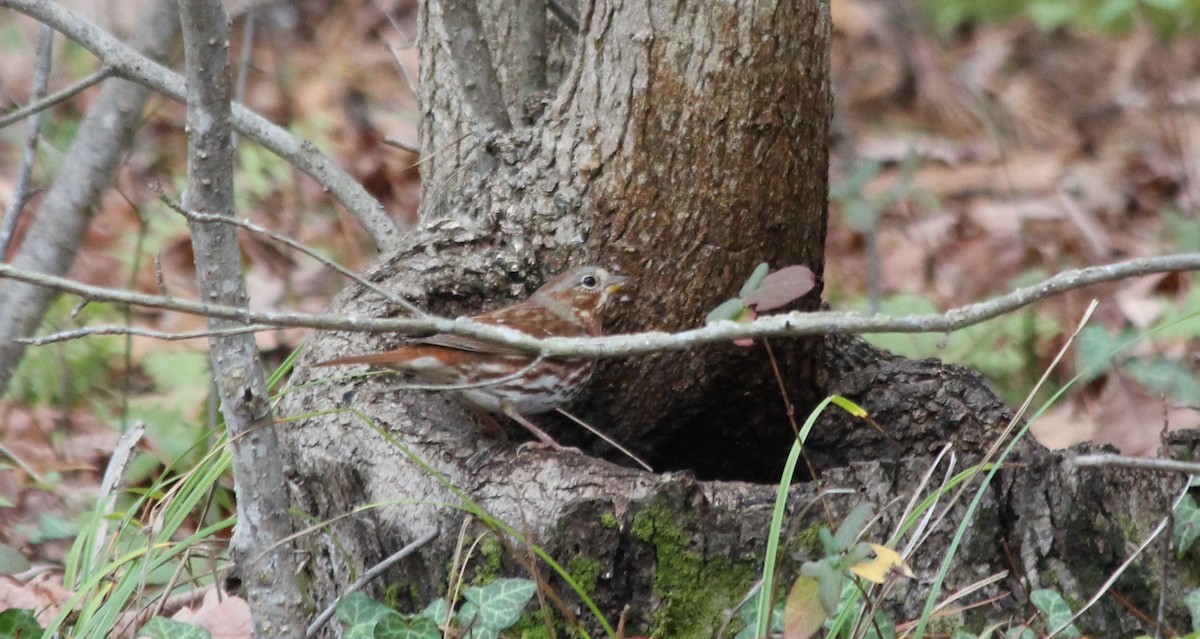 Fox Sparrow - ML612048311