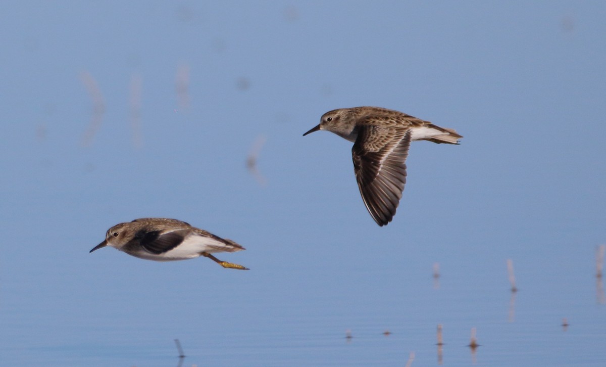 Least Sandpiper - ML612048313