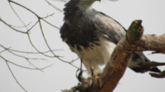 Black-chested Buzzard-Eagle - ML612048314