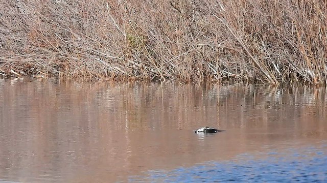 Harelde kakawi - ML612048354