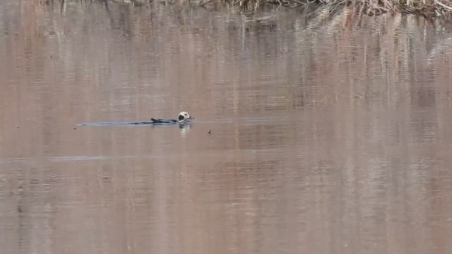 Harelde kakawi - ML612048393