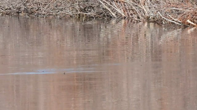 Harelde kakawi - ML612048420