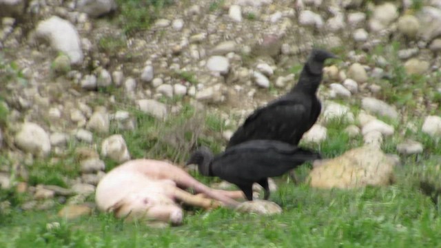 Black Vulture - ML612048432