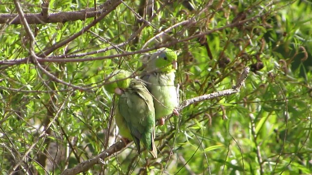 マメルリハシインコ - ML612048439