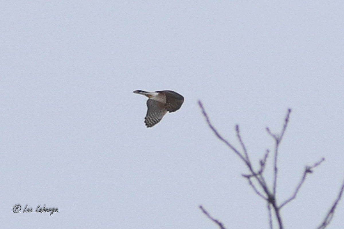 Sharp-shinned Hawk - ML612048482