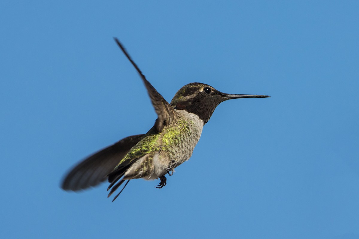 Anna's Hummingbird - ML612048506