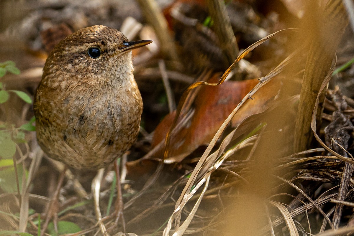 Winter Wren - ML612048533