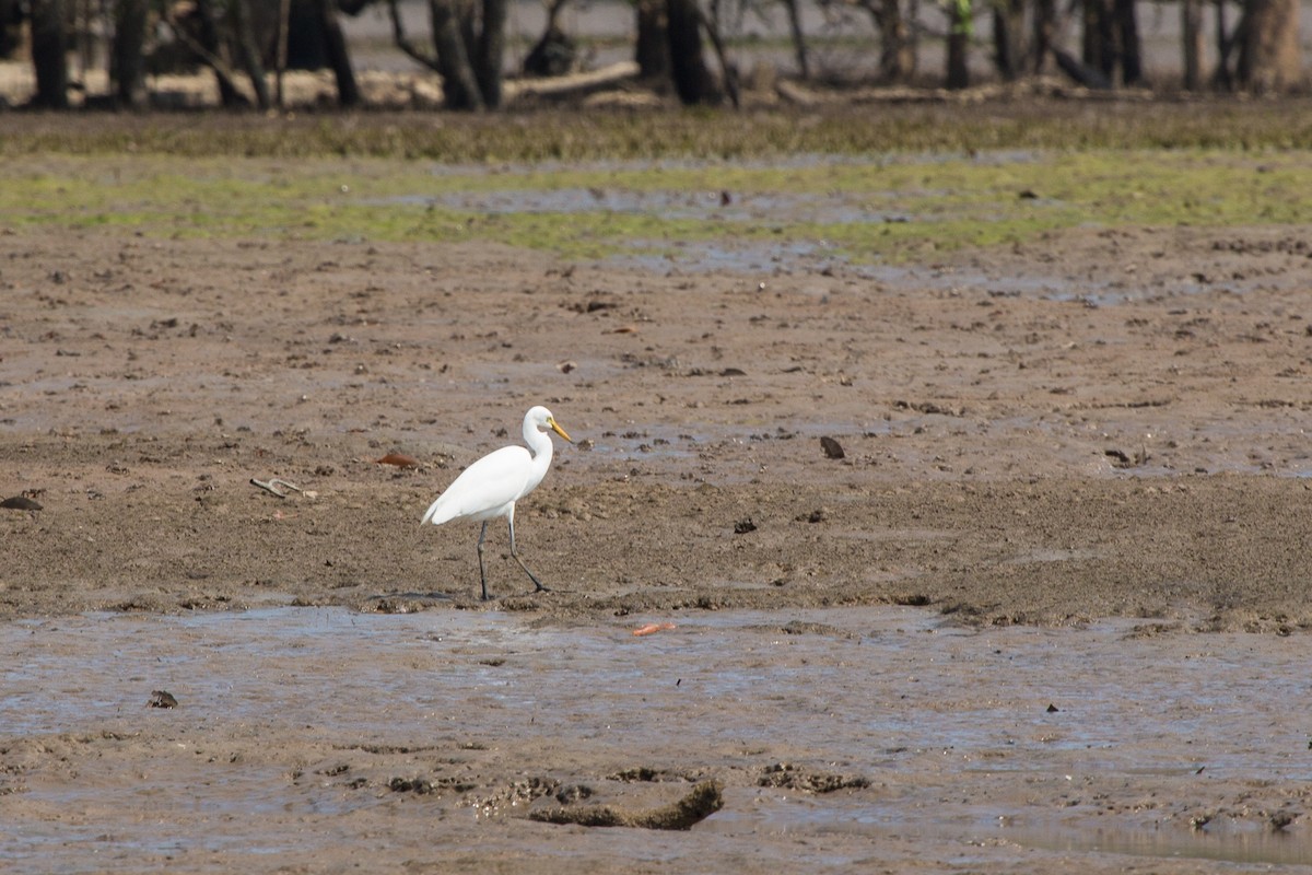 Medium Egret - ML612048535