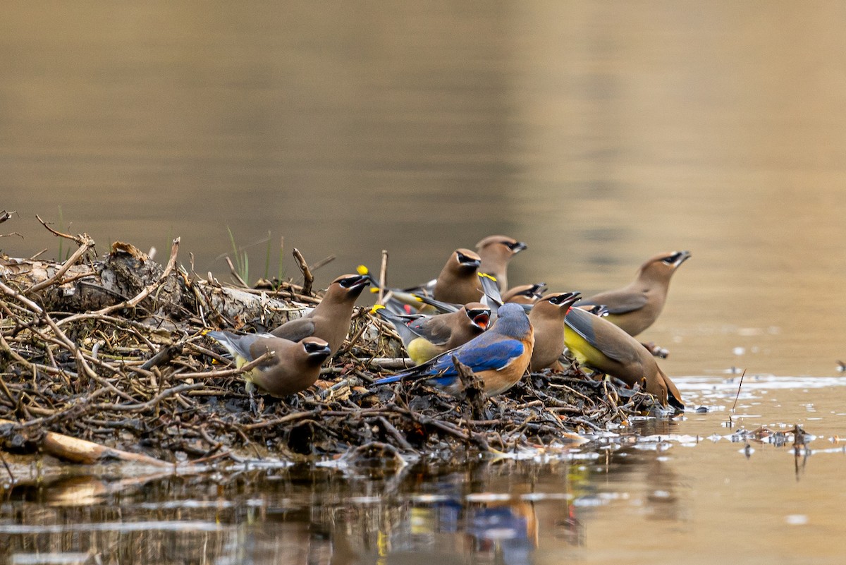 Cedar Waxwing - ML612048547