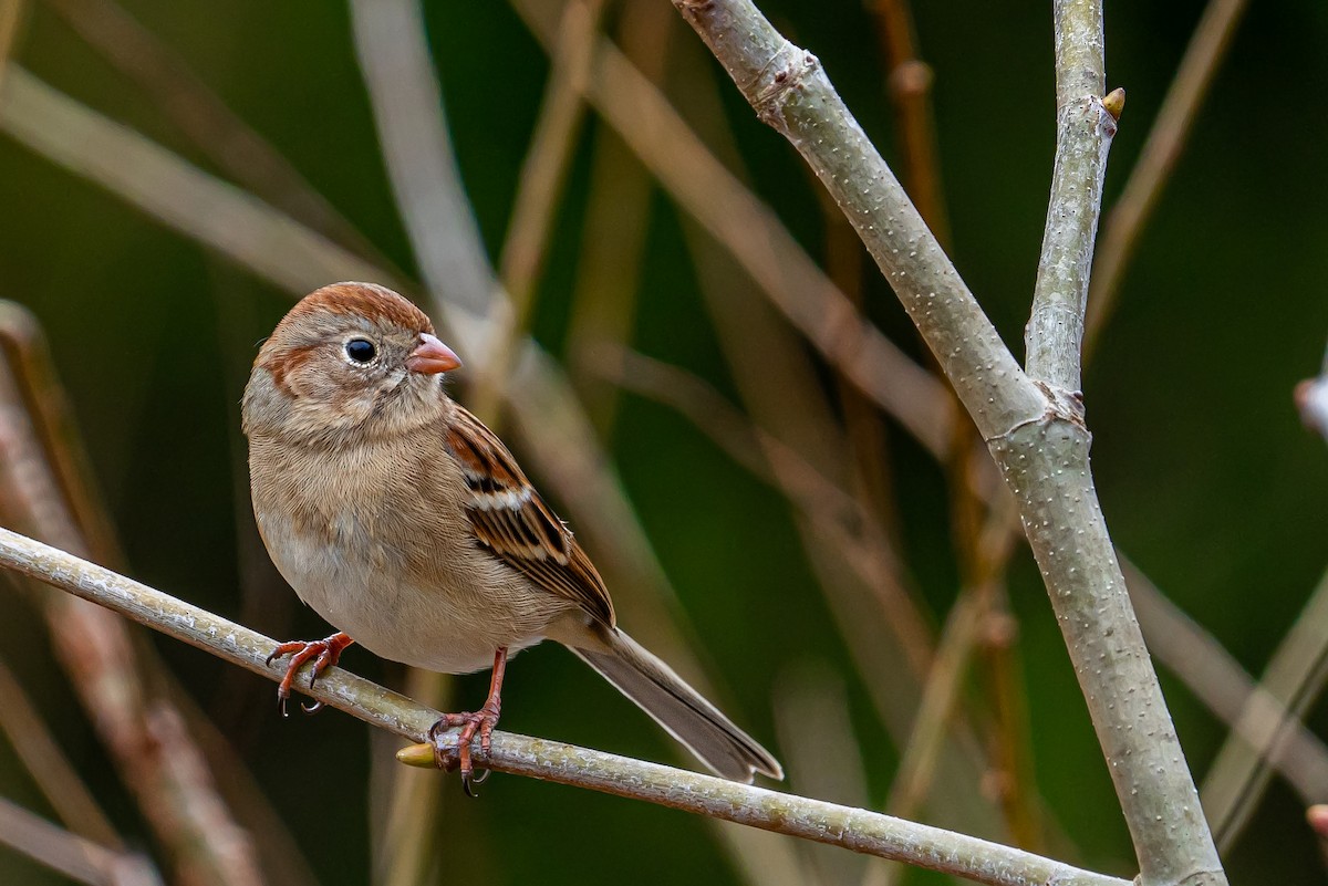 Field Sparrow - ML612048560