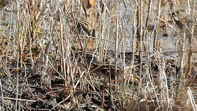 bekasina severoamerická - ML612048576