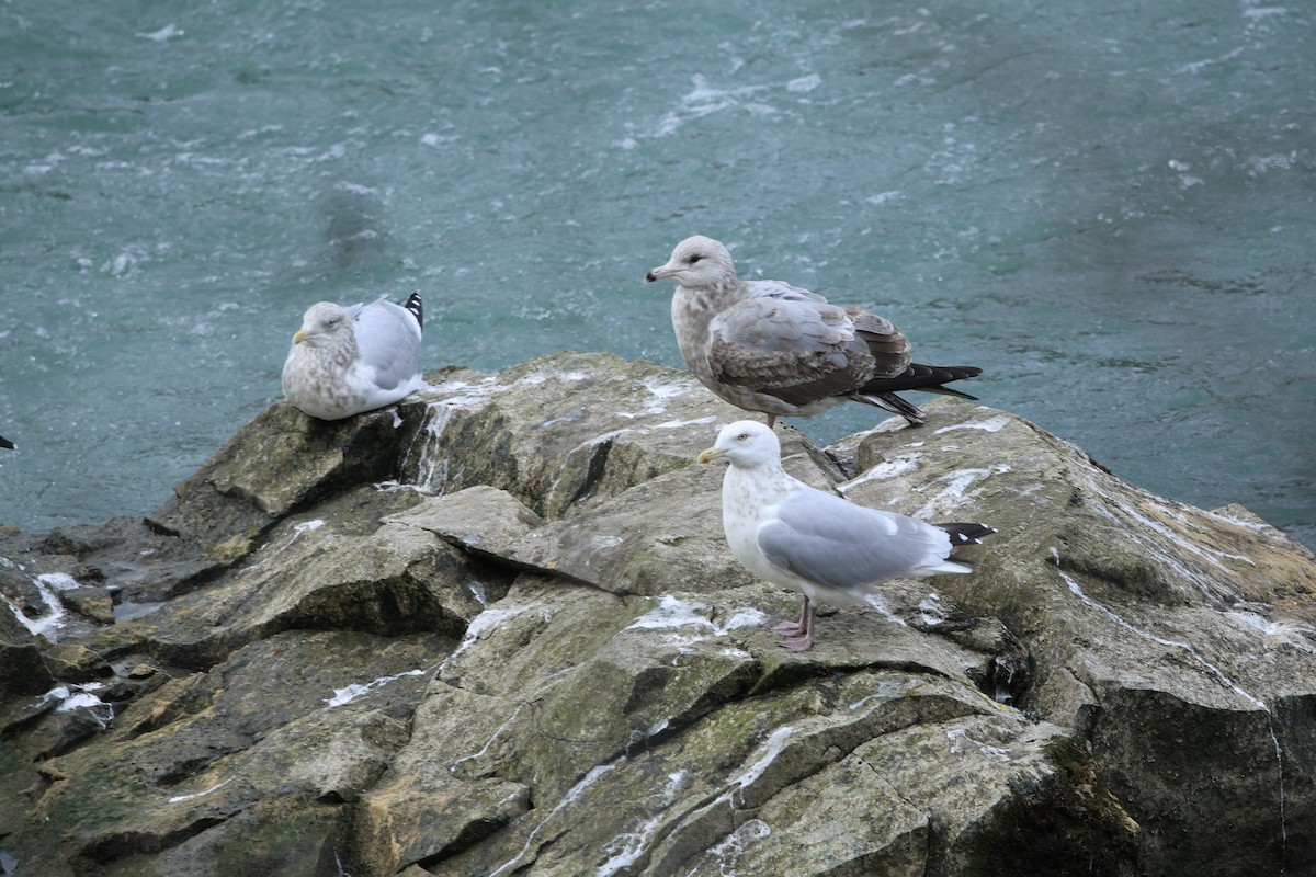 Herring Gull - ML612048588