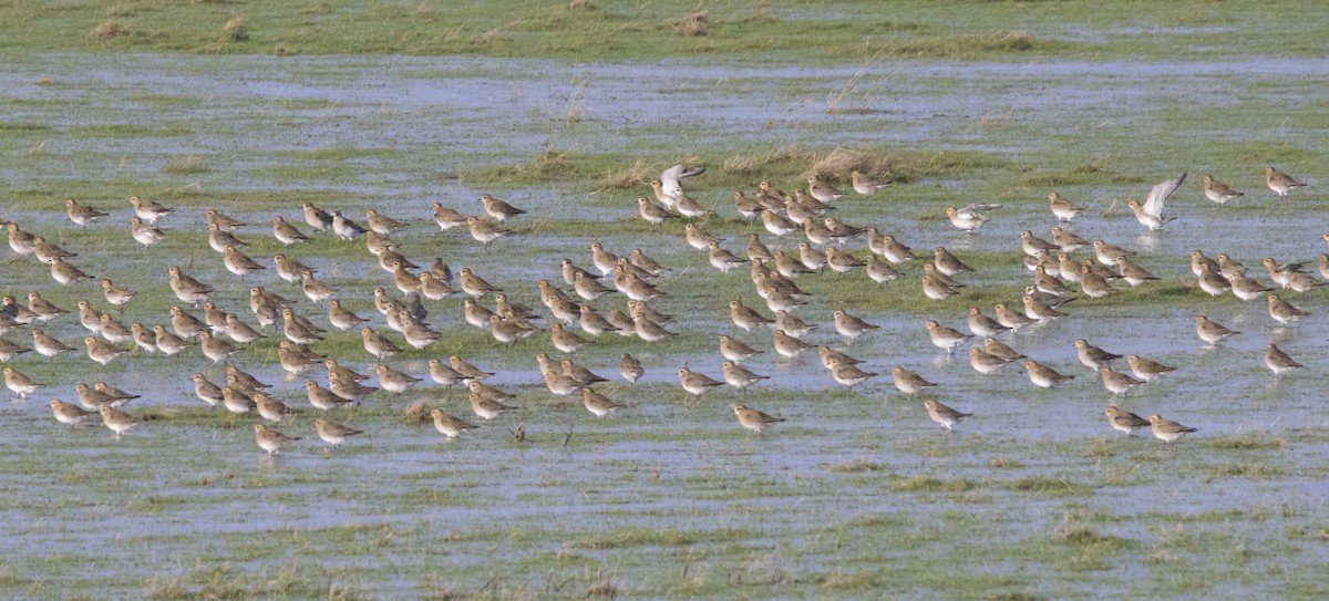 European Golden-Plover - ML612048596