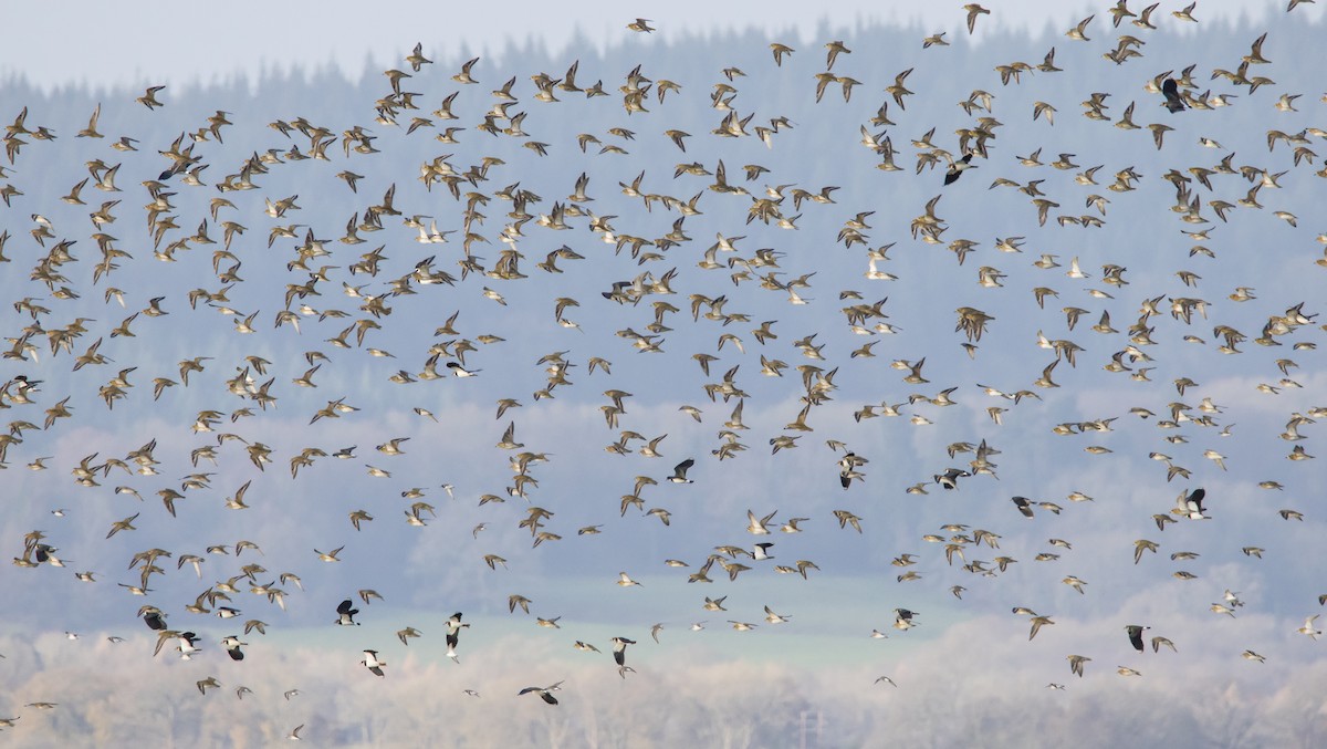 European Golden-Plover - ML612048597