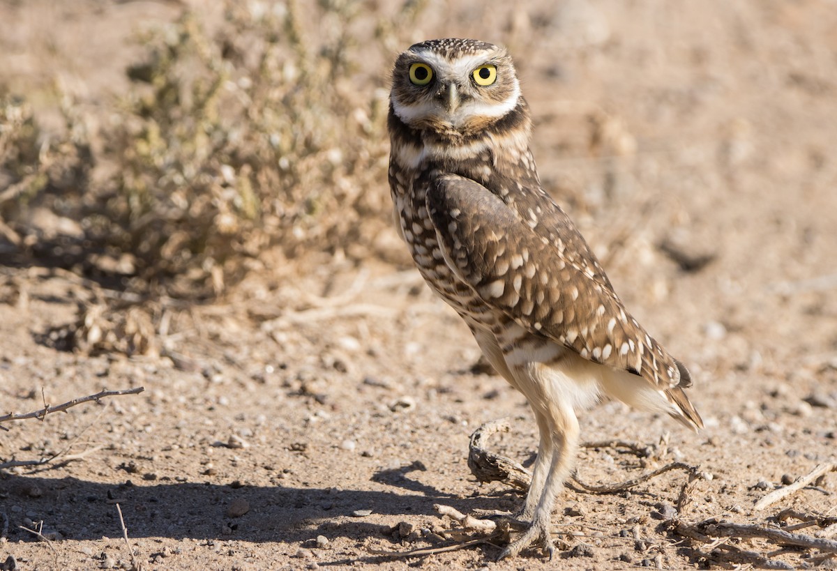 Burrowing Owl - ML612048619