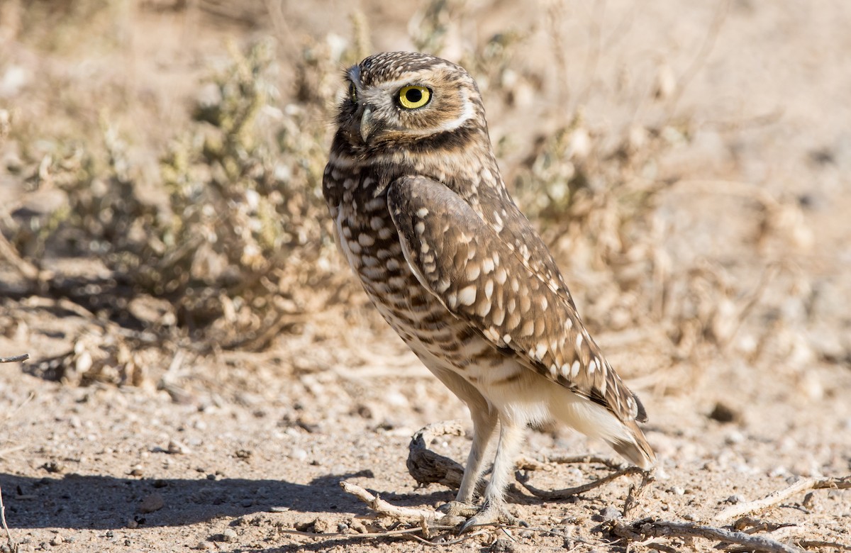 Burrowing Owl - ML612048622