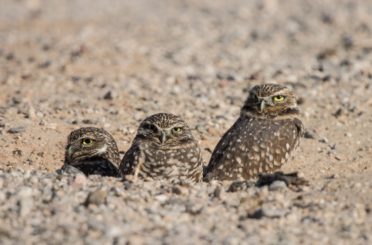 Burrowing Owl - ML612048627