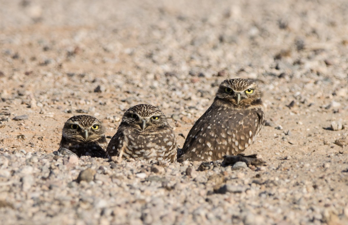 Burrowing Owl - Daniel Ward