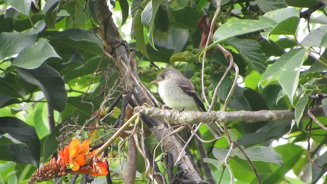 Tumbes Pewee - ML612048642