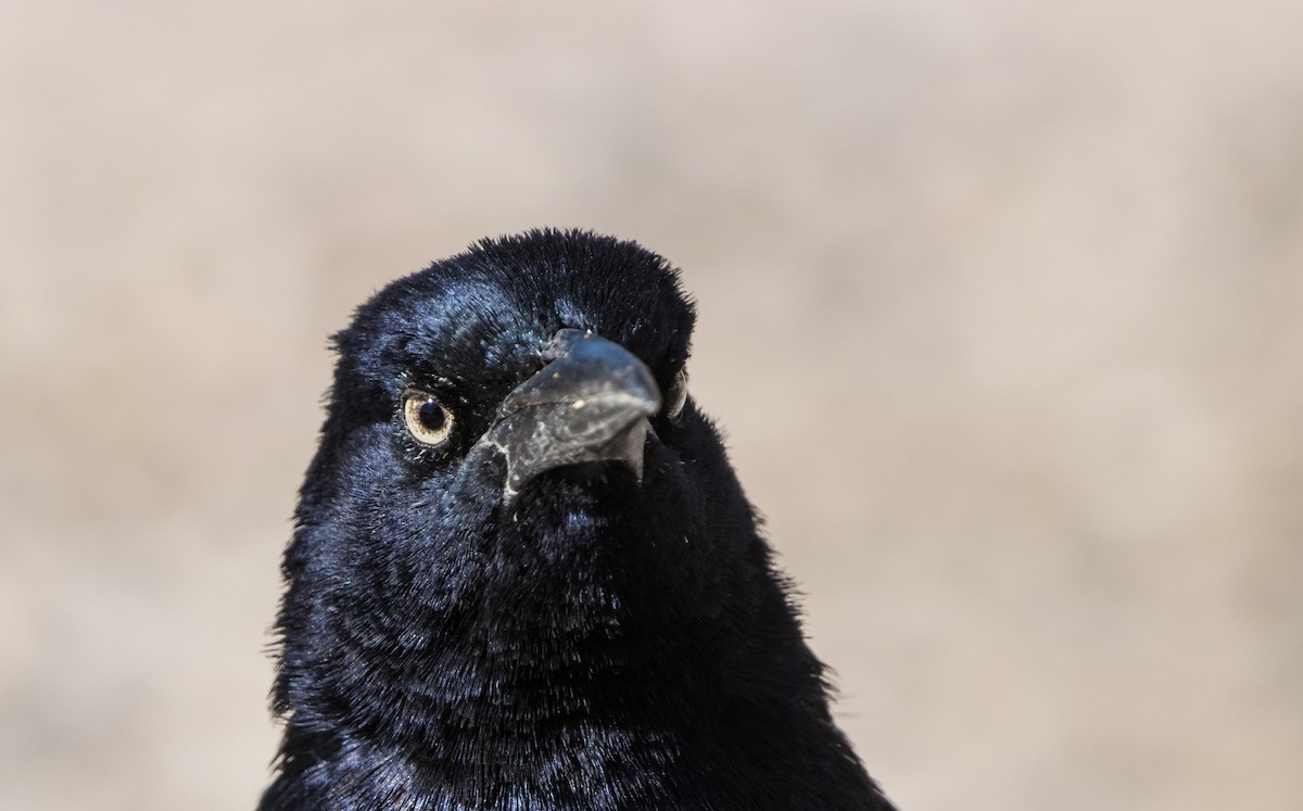 Great-tailed Grackle - Daniel Ward