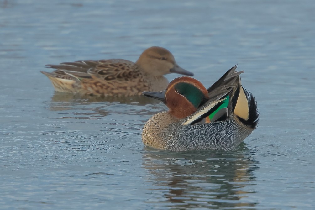 Green-winged Teal - ML612048744