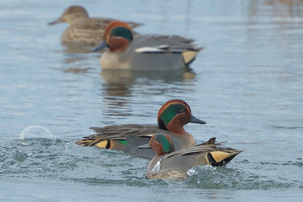 Green-winged Teal - ML612048745